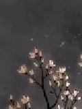 浮生醉