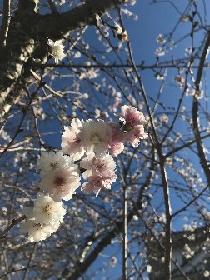 庭院梅花二三事